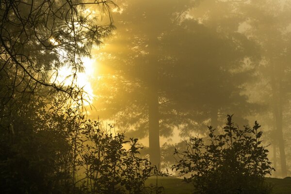 Foggy autumn forest in the morning