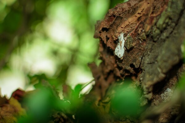 Struttura legnosa su uno sfondo di verde bosco. Sfondo astratto, natura