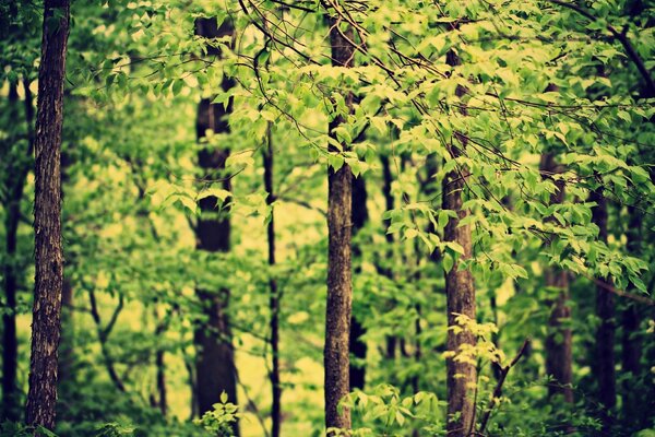 Paesaggio naturale della foresta verde