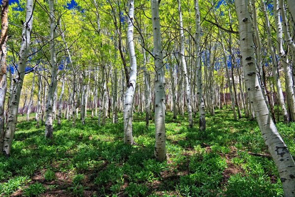 La foresta di betulle diventa bianca con tronchi sottili, riscalda il sole dal cielo, versando questo bellissimo paesaggio. Eccola, natura