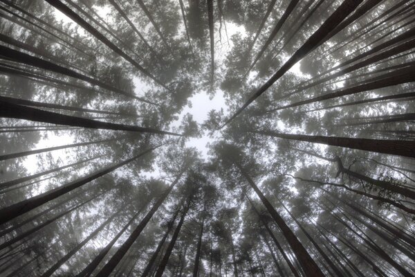 A look from below at the treetops