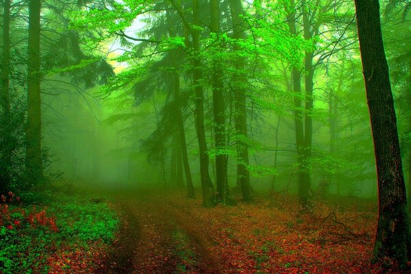 Giftig grüner Wald mit Herbstlaub