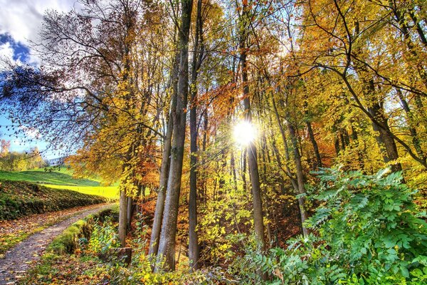 Bellezza arcobaleno della foresta in autunno