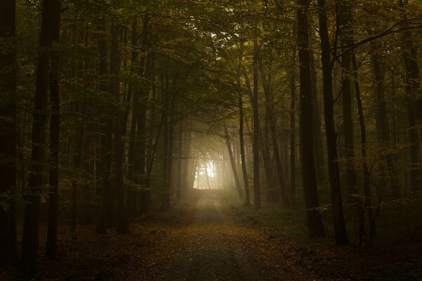 Schöne geheimnisvolle Straße im Herbstwald