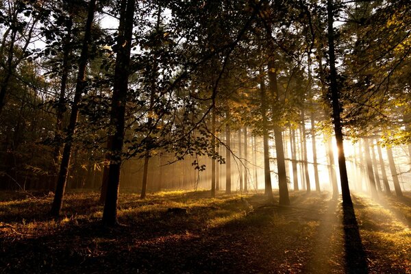 Naturaleza del bosque. Fabulosa puesta de sol en el bosque