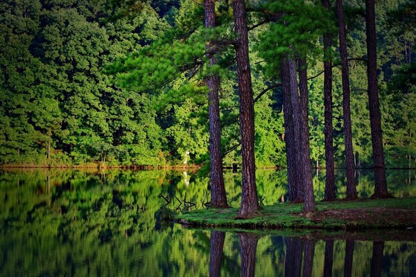 Natural landscape of trees in the forest