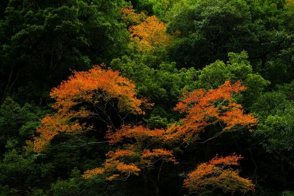 Bosque de otoño lleno de árboles