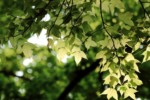 Tender spring leaves of the tree