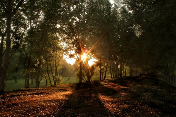 Pôr do sol na bela floresta verde