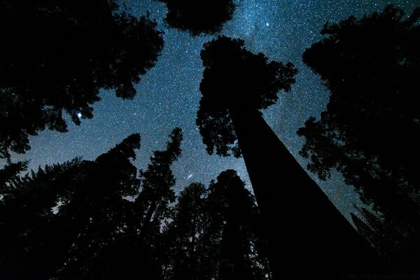 Silhueta de árvores no céu estrelado