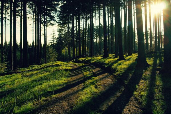 Beau paysage avec une belle forêt