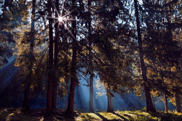 Los rayos del sol en el denso bosque