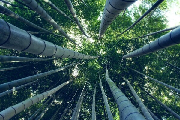 Powerful steel tree crowns