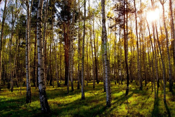 Un sacco di betulle in una bella foresta estiva