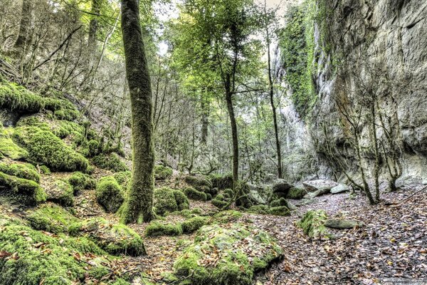 Paisaje de montaña, bosque tranquilo