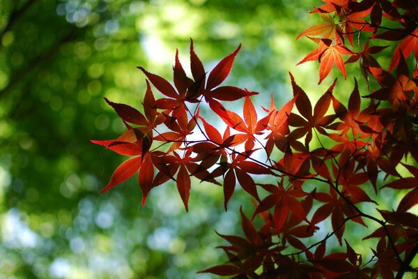 Ein schönes Blatt auf einem Baum, auf dem die Sonne scheint