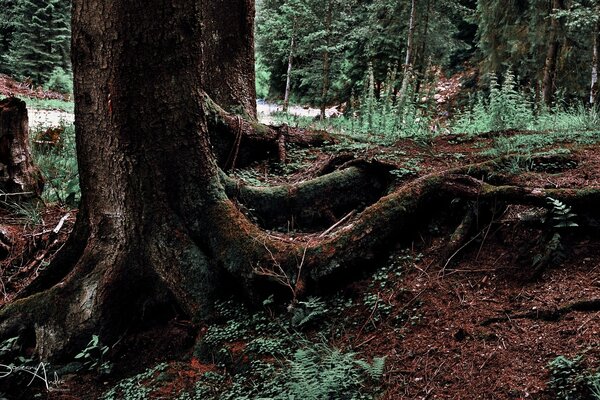 Foresta misteriosa con gli occhi di un raccoglitore di funghi