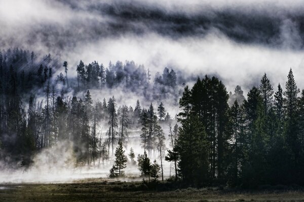 Bosque de pinos y campo en la niebla