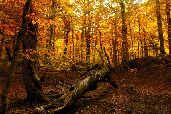 Herbstwald. Gelbe Blätter an den Bäumen im Herbst