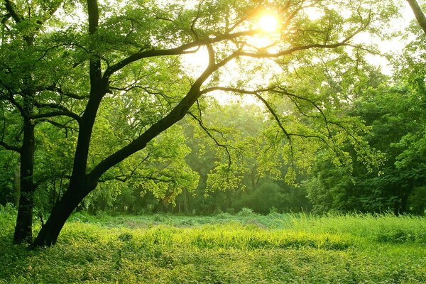 Schöne Natur mit wunderschöner Landschaft