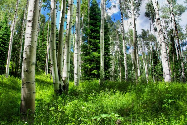 Birch grove ve birkaç köknar ağacı