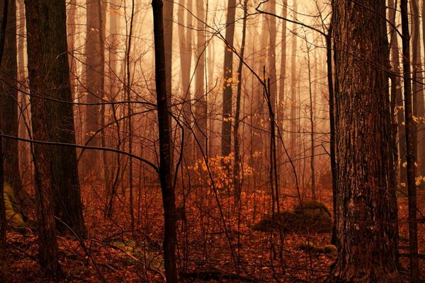 Autumn forest with dense undergrowth. Fog at dawn