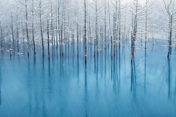 Forêt inondée par un lac d hiver