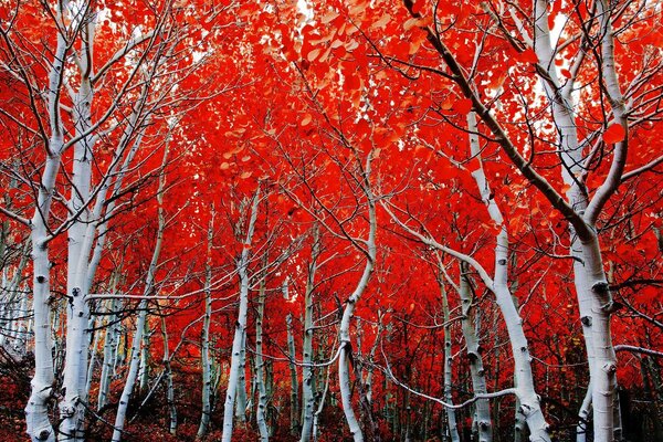 Autumn day with beautiful birches