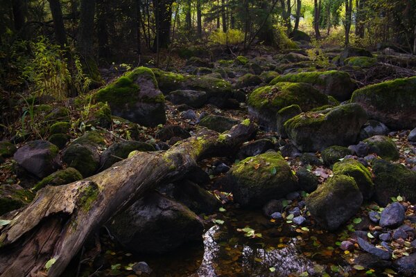 Stagno della foresta coperto di muschio