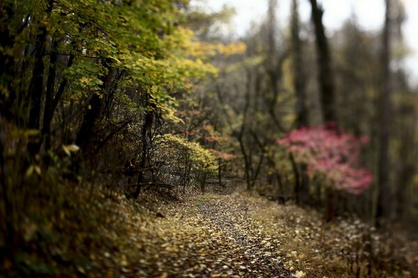 Foto borrosa. Parque de otoño