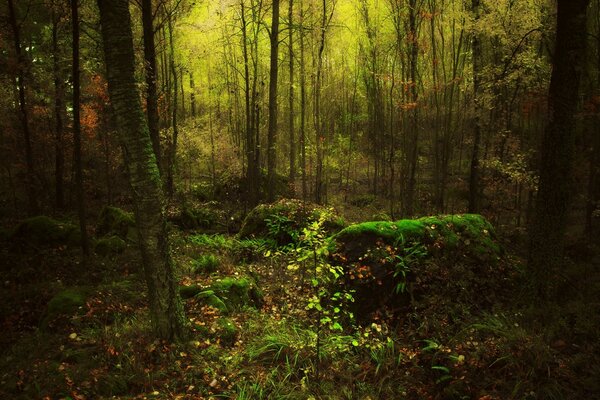 Beautiful landscape in the forest with moss covered in the forest