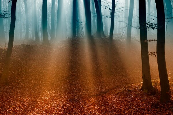 La beauté fascinante de la forêt. Voyage dans la nature