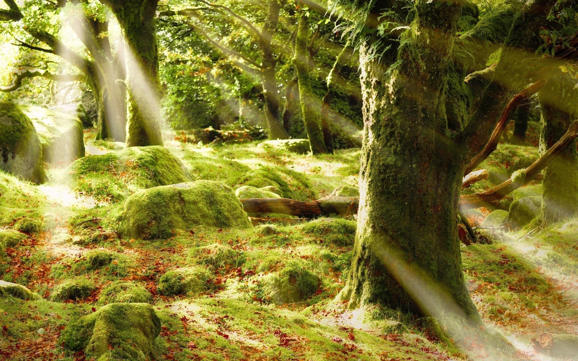 las natura drewno liść drzewo dzikie środowisko tropikalny mech krajobraz dżungla las deszczowy lato fern flora odkryty park woda bujne