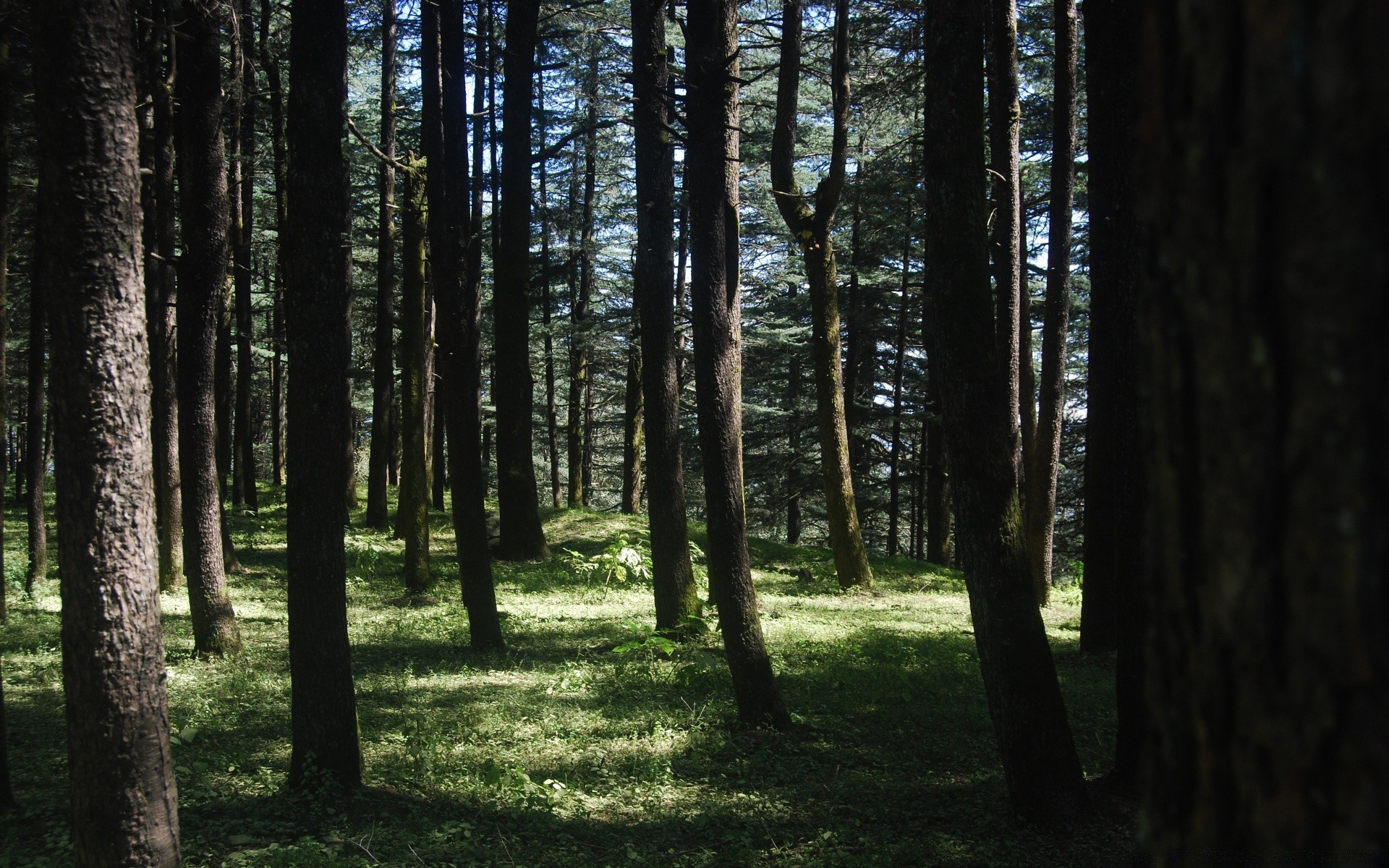 forest tree wood landscape environment nature sun fair weather park conifer light dawn fog mist shadow fall leaf daylight backlit branch