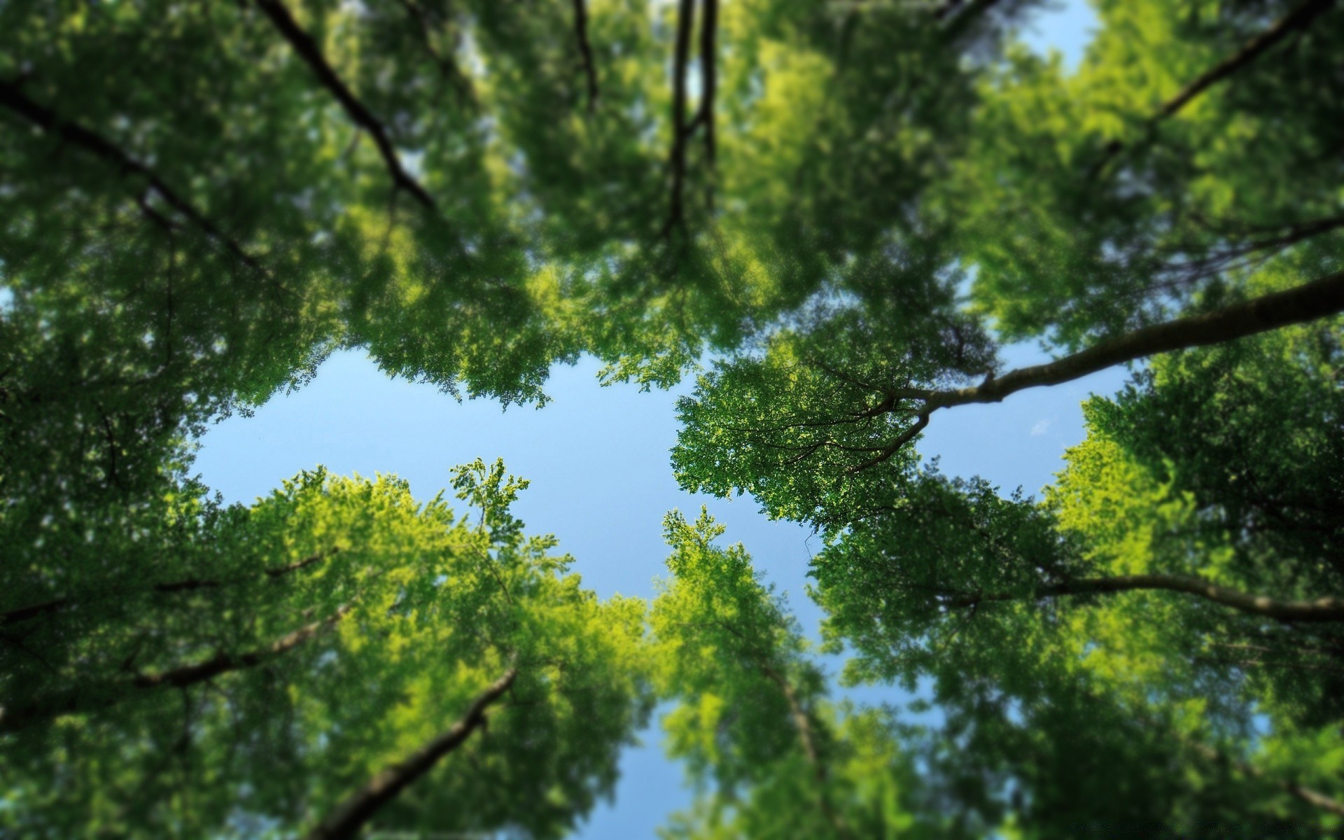 wald baum blatt holz natur wachstum zweig gutes wetter flora umwelt sonne landschaft park saison sommer dämmerung üppig hell im freien kofferraum szene