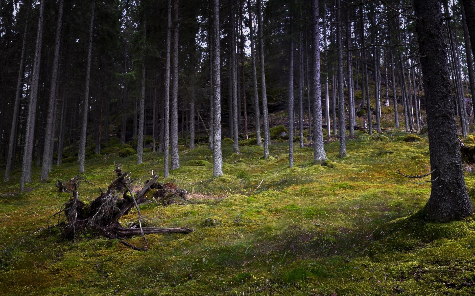 foresta albero legno paesaggio natura ambiente conifere parco all aperto foglia luce del giorno pino alba tronco luce scenic nebbia nebbia autunno evergreen