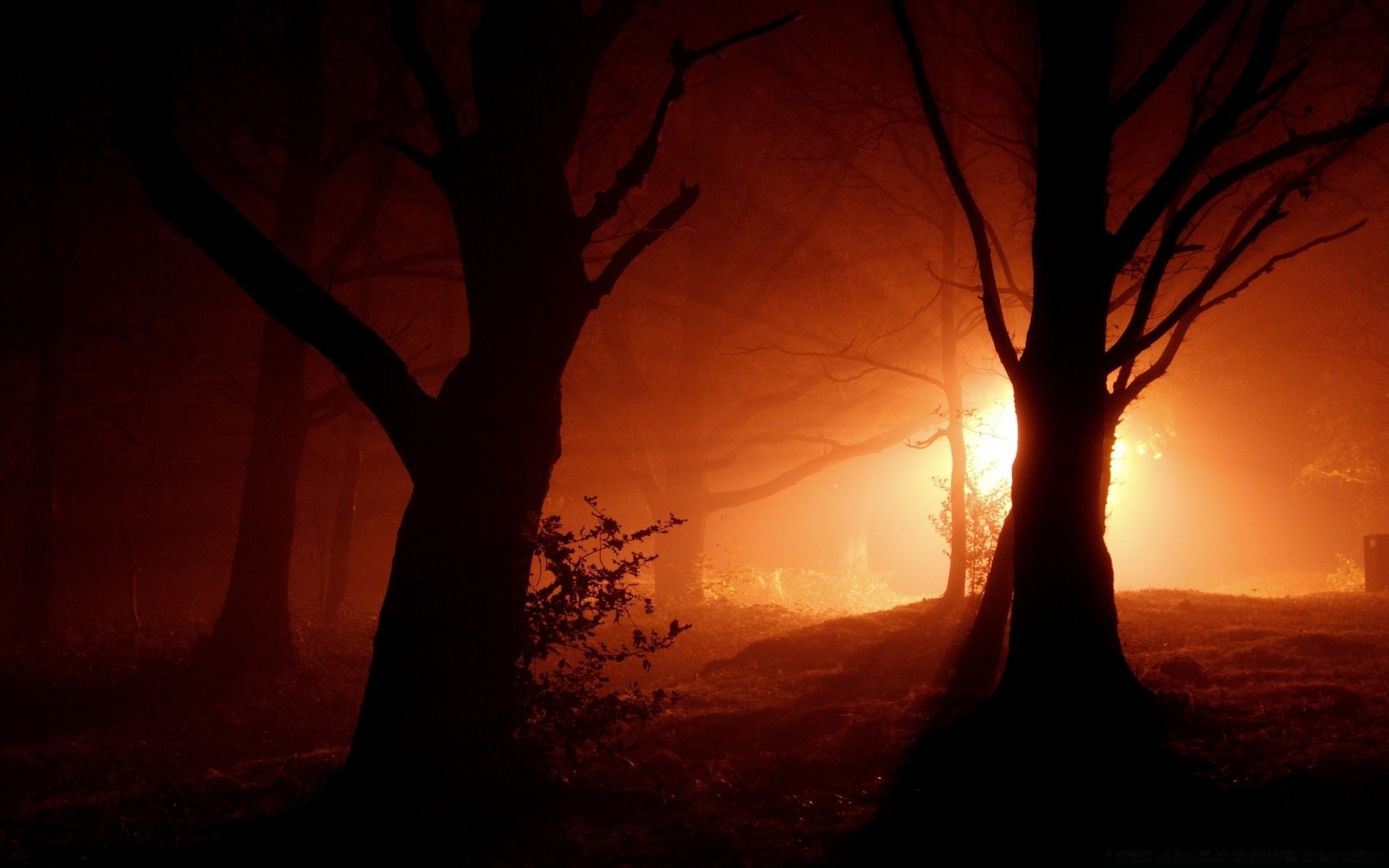 bosque iluminado puesta de sol silueta árbol noche amanecer paisaje crepúsculo sol sombra luz naturaleza