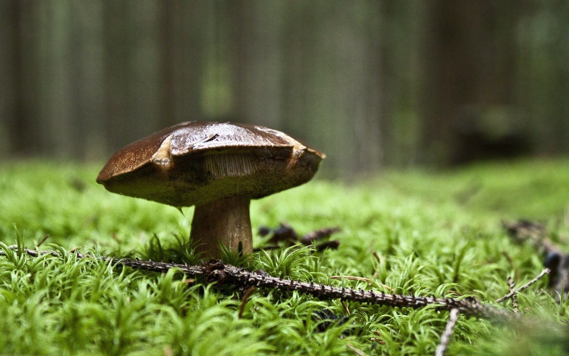 las grzyb grzyb natura drewno trawa dziki mech na zewnątrz jesień lato liść borowik flora