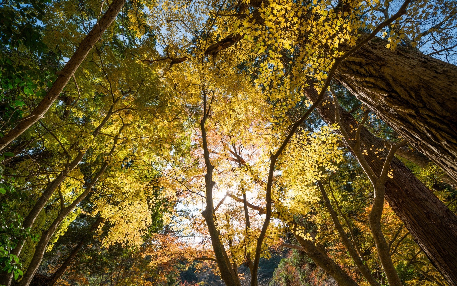 forest tree wood fall leaf nature park season landscape branch outdoors flora environment scenic color fair weather trunk