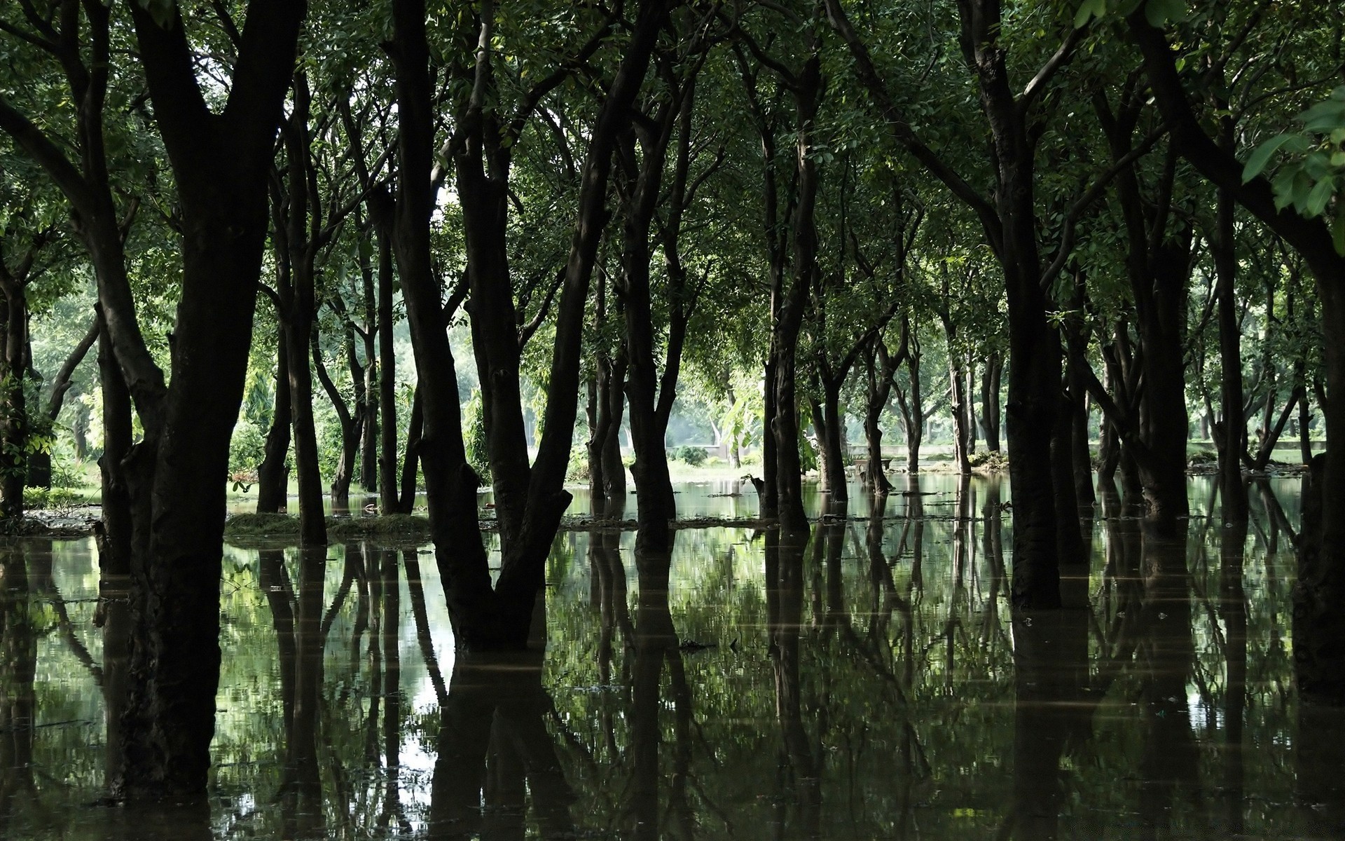 bosque madera árbol naturaleza paisaje parque hoja medio ambiente exuberante buen tiempo niebla luz amanecer escénico rama sol