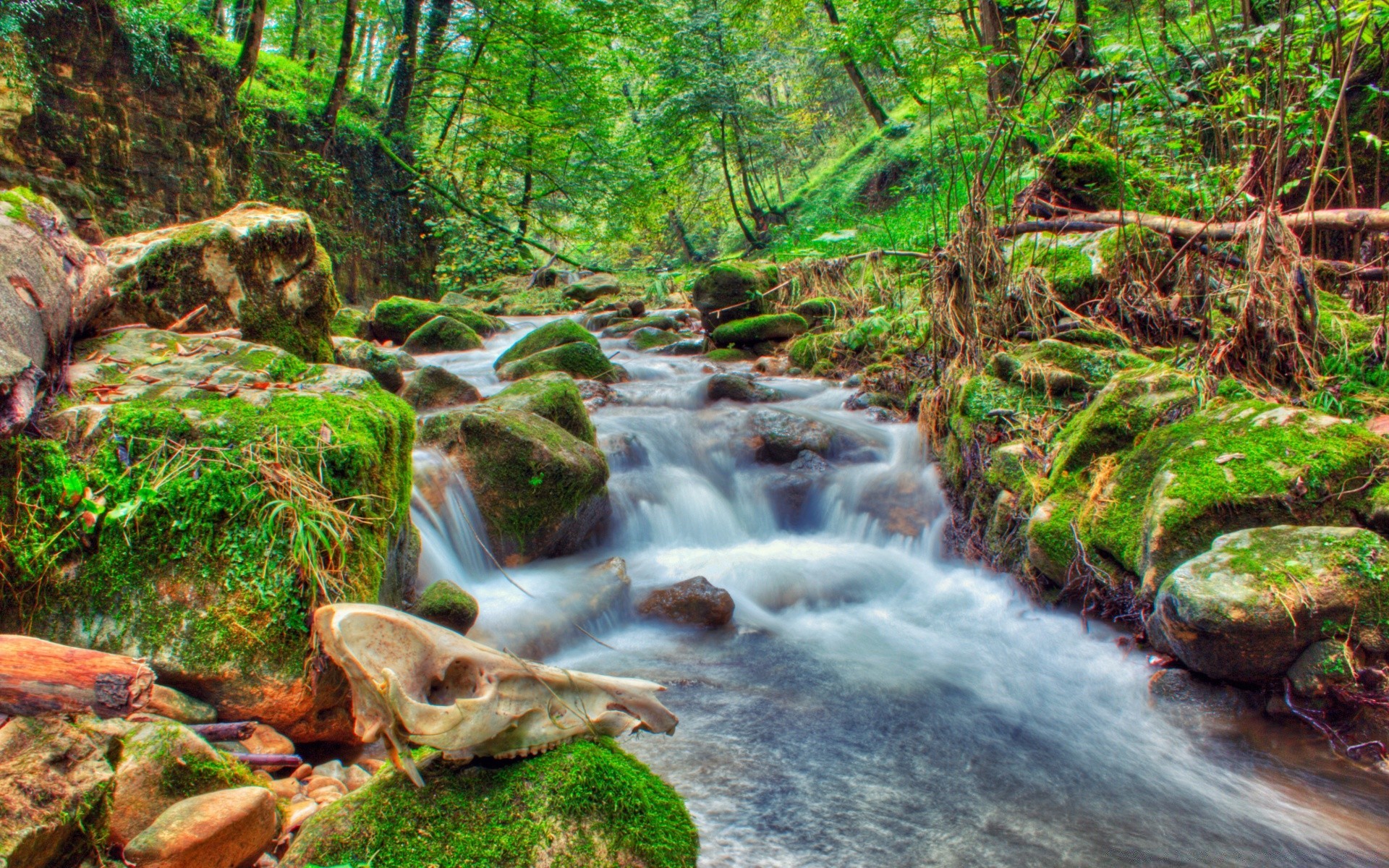 wald wasser wasserfall natur fluss holz fluss moos blatt kaskade schrei herbst rock fluss wild spritzen landschaft nass stein im freien