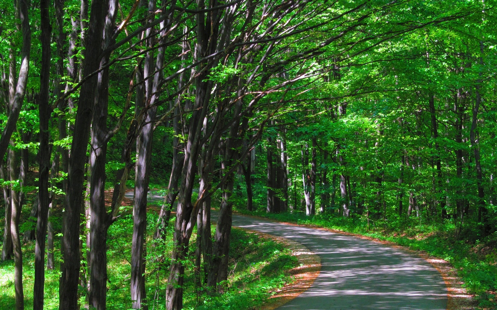 forest wood nature landscape leaf tree guidance road environment park season flora summer lush scenery fair weather outdoors scenic trunk scene