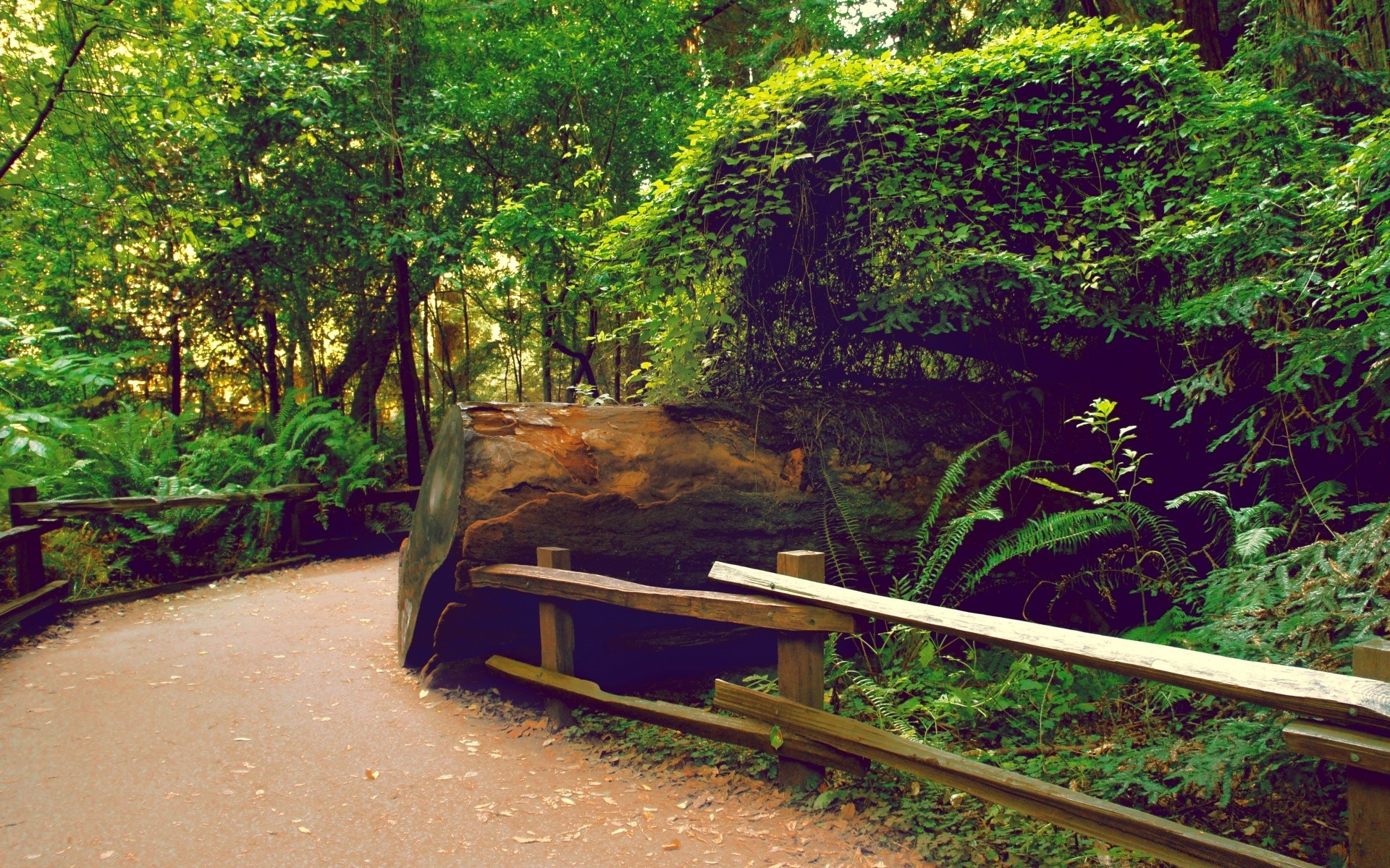 las drewno drzewo natura park liść podróż ogród krajobraz na zewnątrz przewodnik lato światło sceniczny ławka flora środowisko wodne