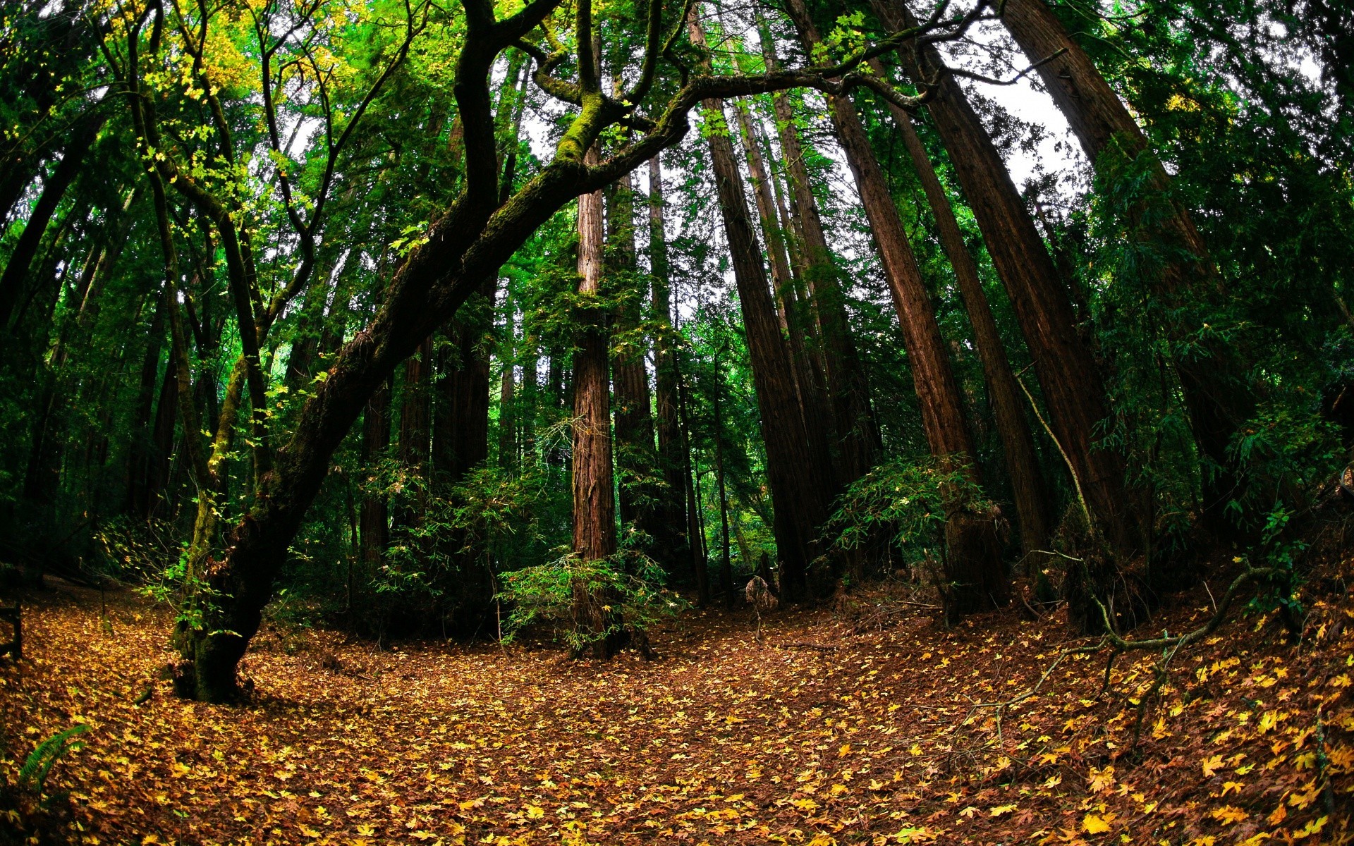 wald holz holz blatt natur park landschaft umwelt herbst üppig tageslicht führung landschaftlich flora im freien fußabdruck licht zweig wandern fußweg