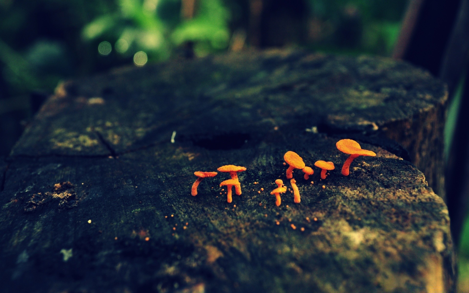 bosque desenfoque al aire libre luz del día musgo agua madera naturaleza hongo hongo paisaje comida solo otoño roca invertebrados movimiento árbol