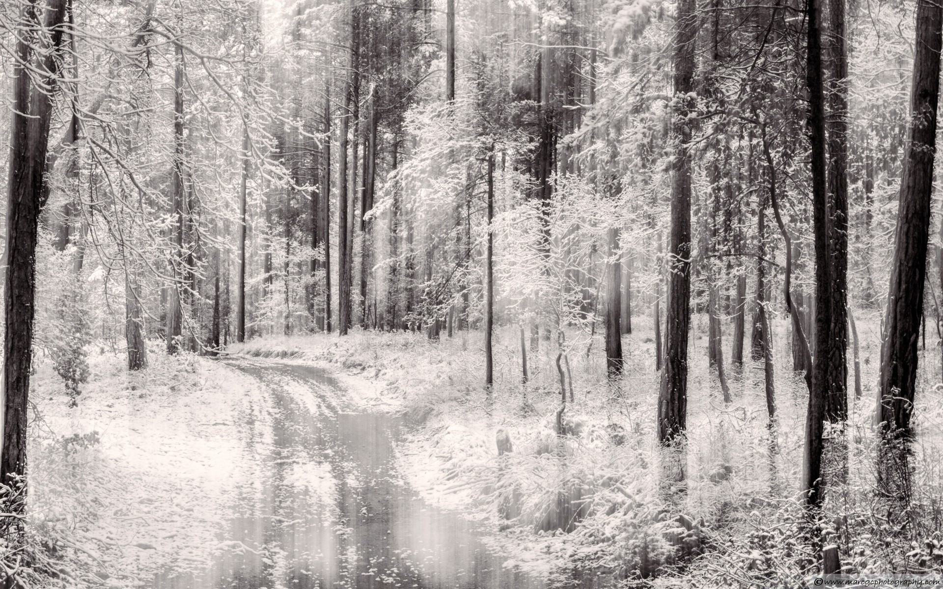 forêt bois bois paysage nature