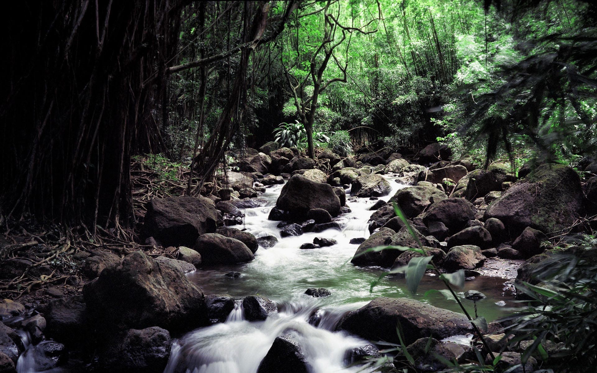 floresta água madeira rio natureza córrego paisagem árvore cachoeira folha ambiente floresta tropical rocha ao ar livre viajar grito montanhas exuberante tráfego cênica