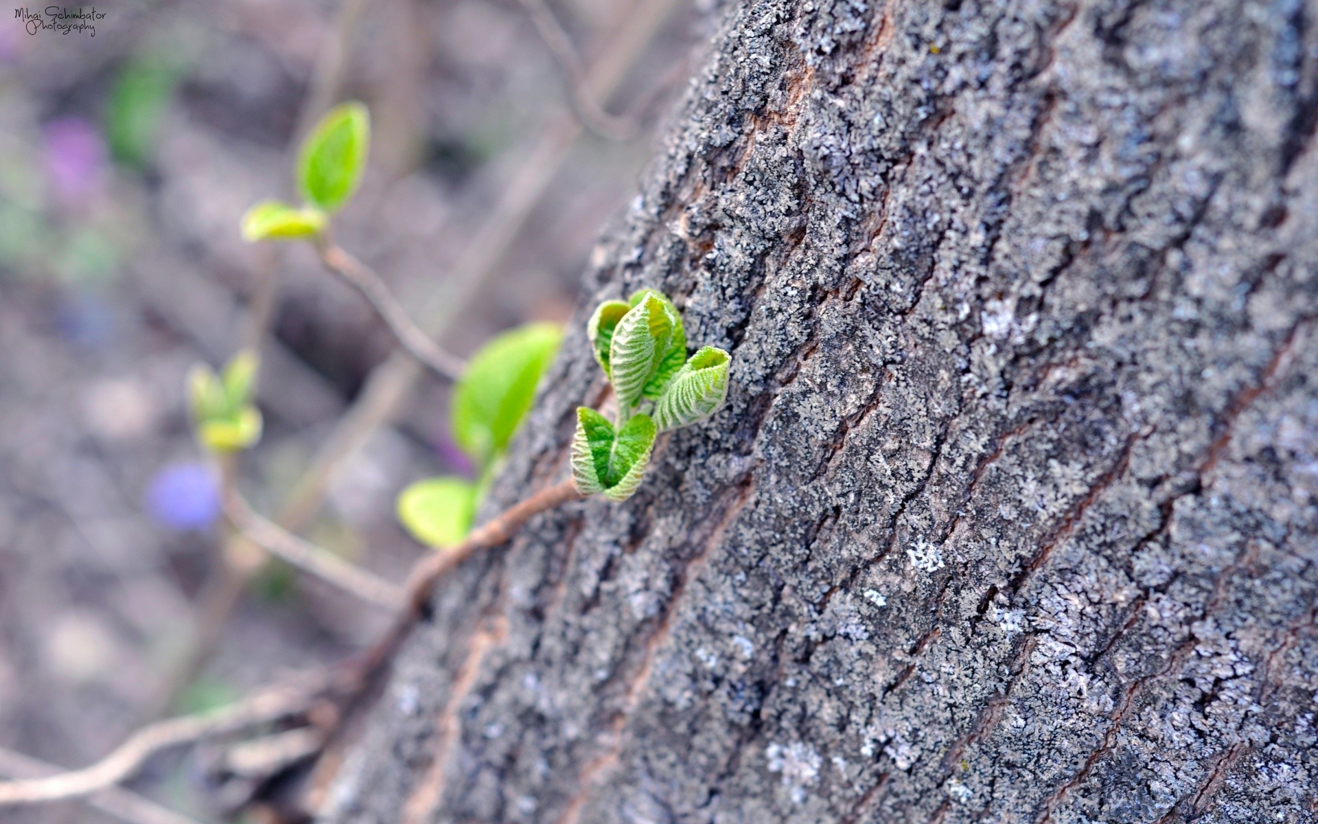 forêt nature feuille flore environnement croissance arbre à l extérieur gros plan bois jardin peu insecte ecologie été germer sol