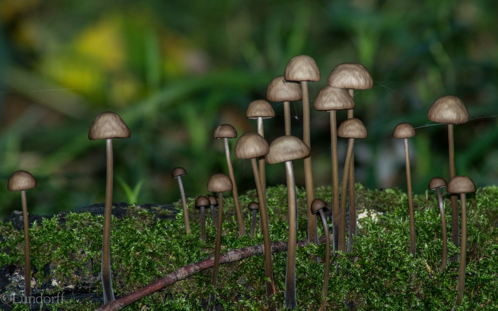 floresta fungo fungo cogumelo natureza comestível boleto tampa grama outono crescimento flora verão madeira musgo ao ar livre comida esporos veneno