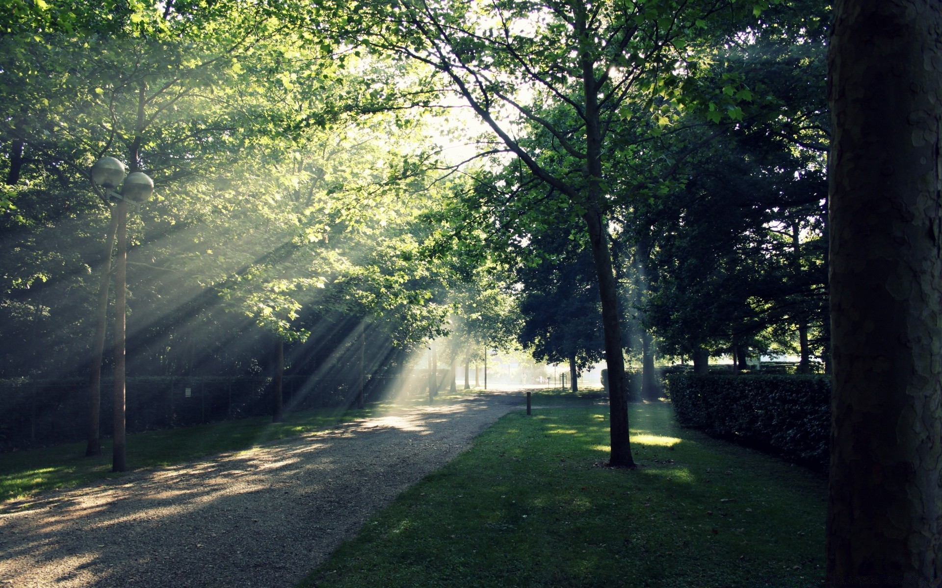 bosque árbol paisaje carretera madera naturaleza niebla parque niebla amanecer guía hoja buen tiempo sol medio ambiente luz al aire libre exuberante escénico hierba